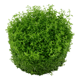 048B TC Miniature Dwarf Pearl Hemianthus callitrichoides 'Cuba'