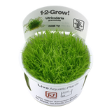 049B TC Utricularia graminifolia