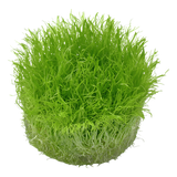 049B TC Utricularia graminifolia