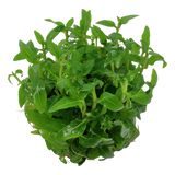 049G TC South American Staurogyne repens