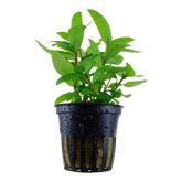 049G Staurogyne repens