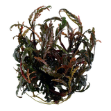 051A TC Hygrophila pinnatifida