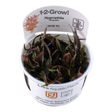 051B TC 紫紅針葉柳 Hygrophila lancea 'Araguaia'