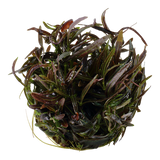 051B TC 紫紅針葉柳 Hygrophila lancea 'Araguaia'