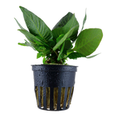 052D 大柳 Hygrophila corymbosa 'Compact'