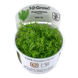 053F TC India Matsuo pogostemon erectus