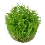 053F TC India Matsuo pogostemon erectus