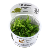 053H TC 噴泉太陽 Pogostemon helferi  TROPICA