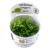 053H TC Fountain Sun Pogostemon helferi TROPICA