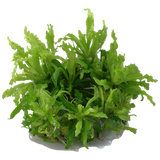 053H TC Fountain Sun Pogostemon helferi TROPICA