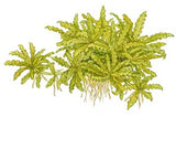 053H TC Fountain Sun Pogostemon helferi TROPICA