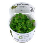 063 TC Limnobium laevigatum