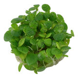 063 TC Limnobium laevigatum