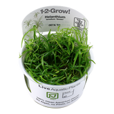 067A TC Helanthium tenellum 'Green'