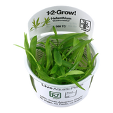 068 TC 袖珍皇冠 Helanthium bolivianum 'Quadricostatus'