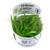 068 TC Pocket Crown Helanthium bolivianum 'Quadricostatus'