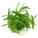 068 TC Pocket Crown Helanthium bolivianum 'Quadricostatus'