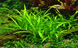 079 TC 小水蘭 Sagittaria subulata