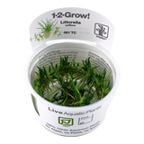 081 TC Cactus Turf Littorella uniflora