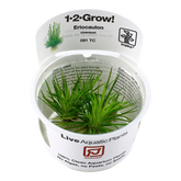 091 TC 谷精 Eriocaulon cinereum