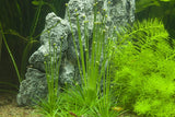 091 TC Eriocaulon cinereum