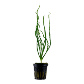 094A 小噴泉 Crinum calamistratum