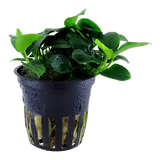 101H Anubias barteri 'Petite'