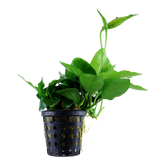 101L 迷你小水榕(大杯裝) Anubias barteri var. nana 'Large'