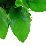 101L Mini Small Water Banyan (Large Cup) Anubias barteri var. nana 'Large'