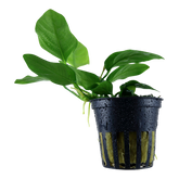 101 迷你小水榕 Anubias barteri var. nana