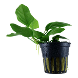 101 Anubias barteri var. nana