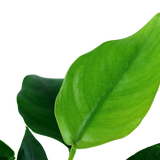 101 Anubias barteri var. nana