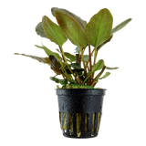 103 Lagenandra meeboldii 'Red'