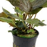 103 Lagenandra meeboldii 'Red'