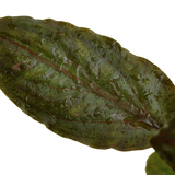 103 Lagenandra meeboldii 'Red'