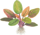 103 Lagenandra meeboldii 'Red'