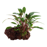 108A YLS 咖啡椒草連石 Cryptocoryne beckettii 'Petchii' rooted on lava stone