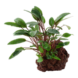 108A YLS Cryptocoryne beckettii 'Petchii' rooted on lava stone
