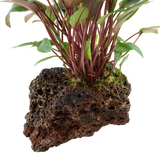 108A YLS Cryptocoryne beckettii 'Petchii' rooted on lava stone
