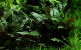 108A YLS Cryptocoryne beckettii 'Petchii' rooted on lava stone