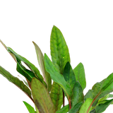 108A Cryptocoryne beckettii 'Petchii'