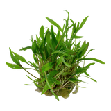 109 TC Cryptocoryne wendtii"Green"