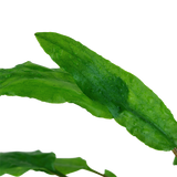 109 TC Cryptocoryne wendtii"Green"