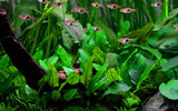 109 TC Cryptocoryne wendtii"Green"