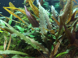 110B TC Cryptocoryne undulata 'Broad Leaf'
