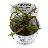 125 TC Cryptocoryne crispatula