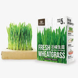Cat Grass Fresh Cultivation Box-Cat Lettuce