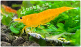 Sanji Shrimp