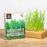 Cat Grass Fresh Cultivation Box-Cat Lettuce