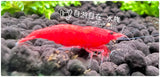 Extreme Fire Shrimp